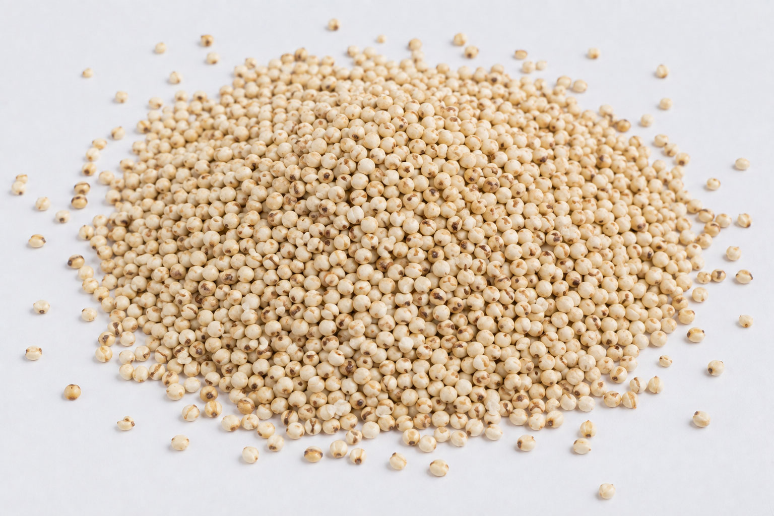 Sorghum